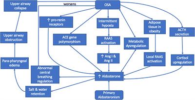 Primary aldosteronism and obstructive sleep apnea: What do we know thus far?